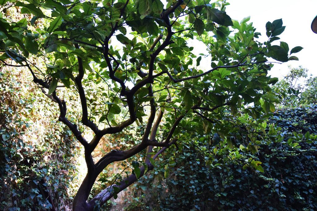 Artroom Garden Noto Eksteriør bilde